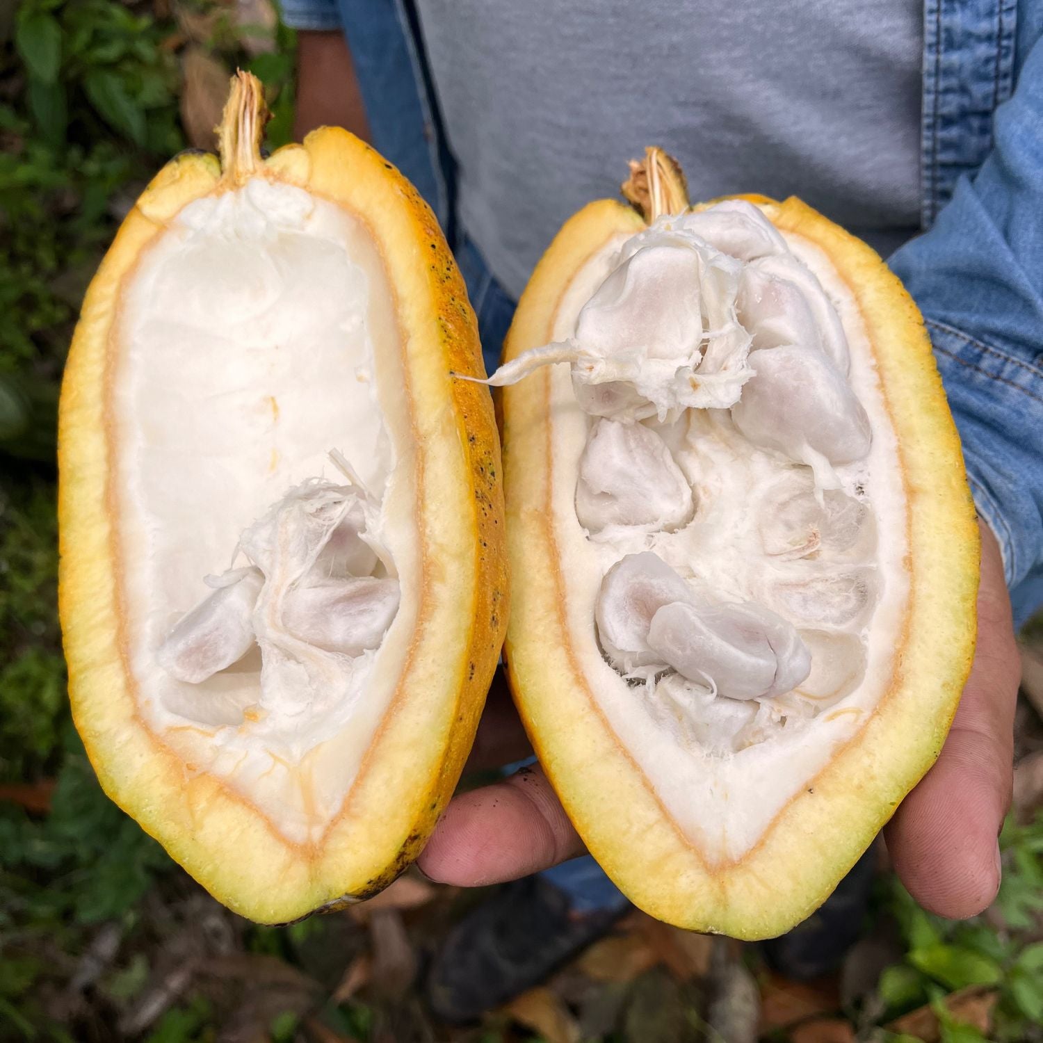 Crystal Cacao® Awake – Bio