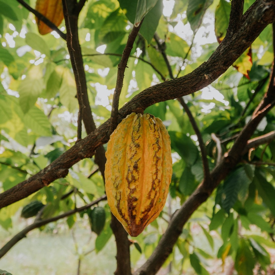 Crystal Cacao® Create – Bio