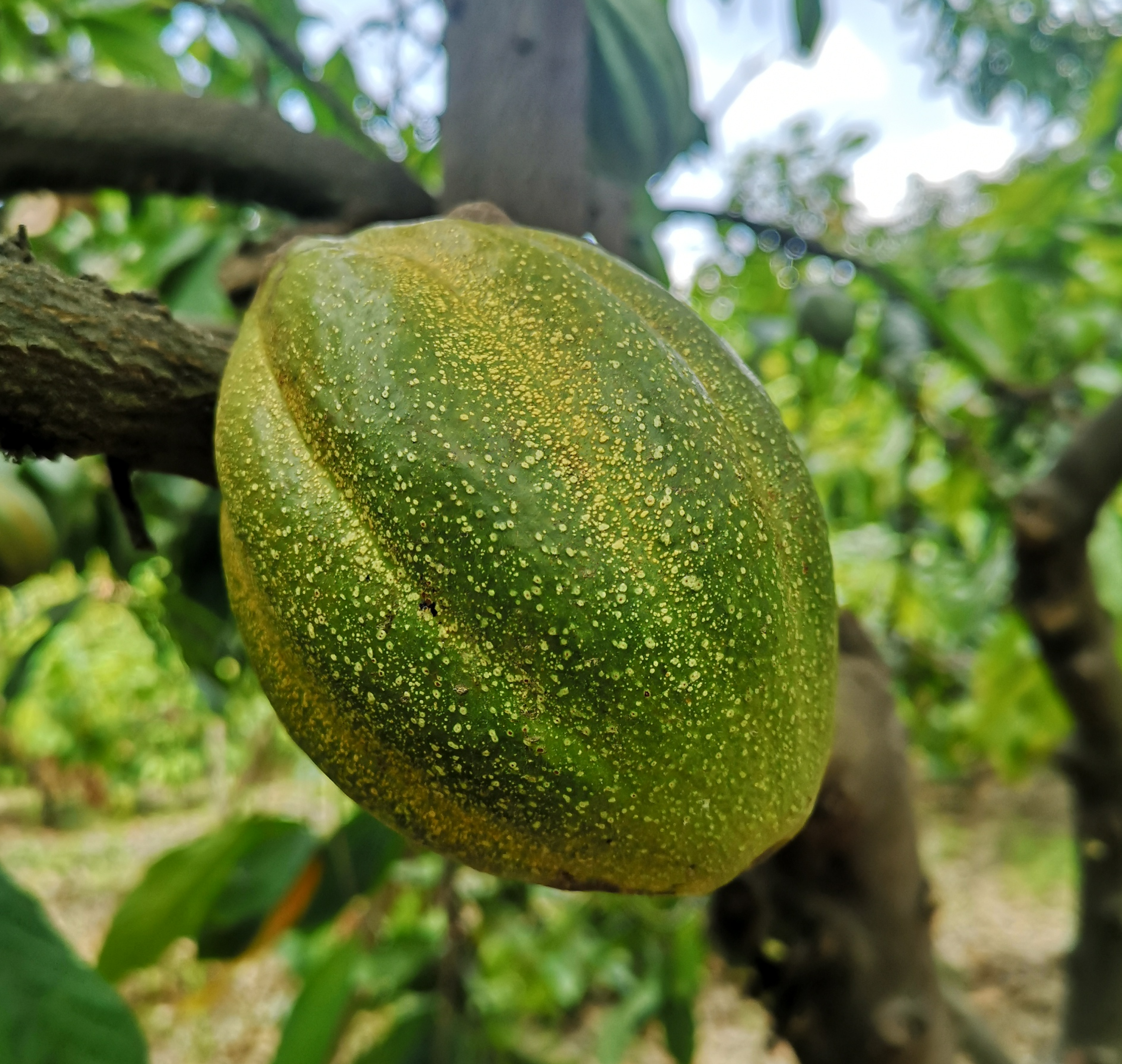 Crystal Cacao® Awake – Bio